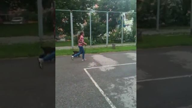 Дрессировка спаниеля - 5 месяцев