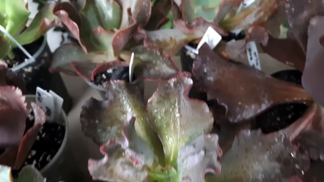 LANÇAMENTO álbum especial de GIBBIFLORAS смотреть онлайн