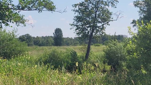 Загородный парк во Владимире. Country park in the city of Vladimir смотреть онлайн