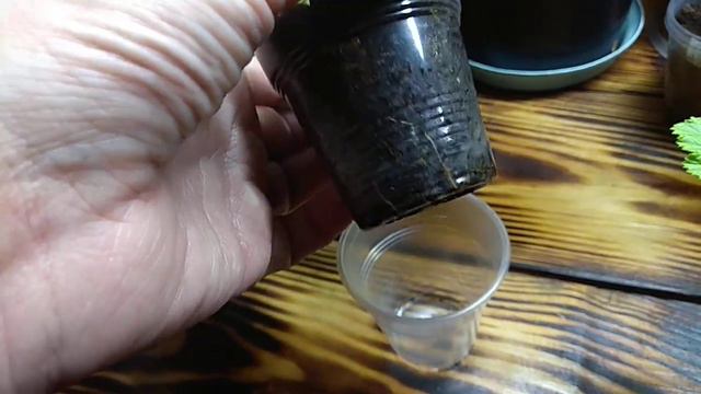 Ну Как Эти Корешки Умудряются ТАК Расти смотреть онлайн