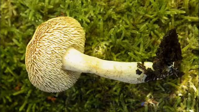 Hydnum rufescens смотреть онлайн
