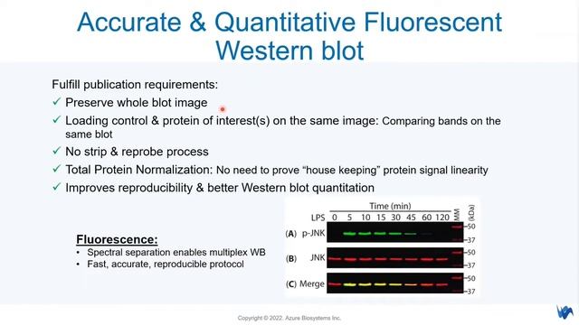 Azure Biosystems Webinar : Fluorescent Western Blot 101- Detecting Phosphorylated Protein- June 202 смотреть онлайн