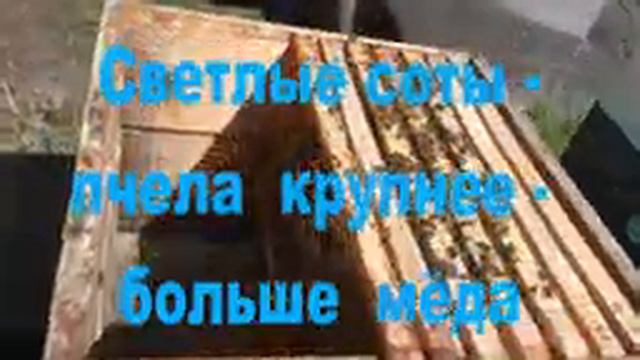 Начинаем расширять сильные семьи смотреть онлайн