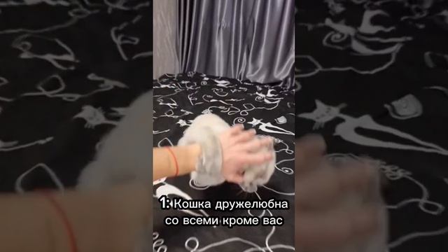 5 Признаков что кошка вас не любит 🐈💔 #cat #catsfacts смотреть онлайн