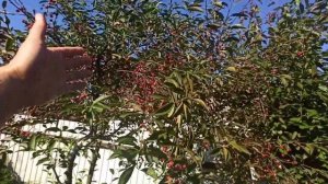 Вишня  в Подмосковье,сорта:десертная Морозовой, Владимирская.