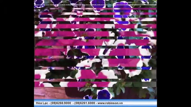 Dạ Yên Thảo nhiều màu смотреть онлайн