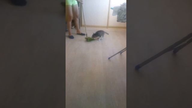 хасеныш моет пол смотреть онлайн