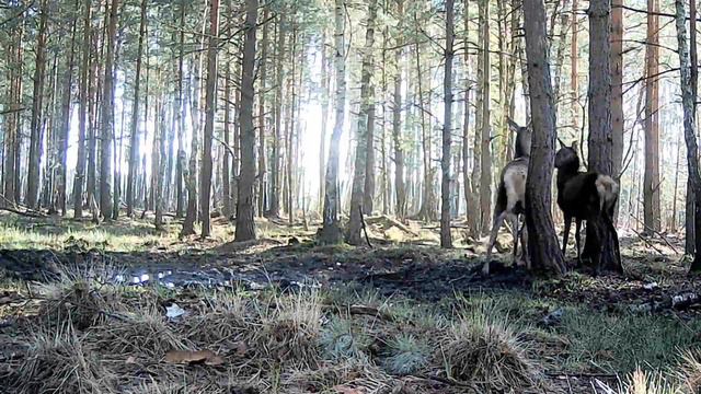 Олени принимают грязевые ванны смотреть онлайн