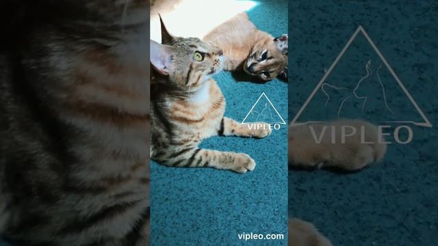 VIPLEO®. Каракал и кошка - дружба. смотреть онлайн