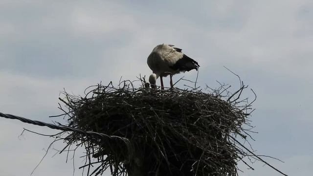 Биосфера. У пары аистов появились птенцы. Их видно. Вот почему аисты строят такие большие гнёзда! смотреть онлайн
