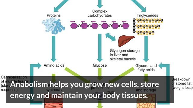 How Metabolism ACTUALLY Works смотреть онлайн