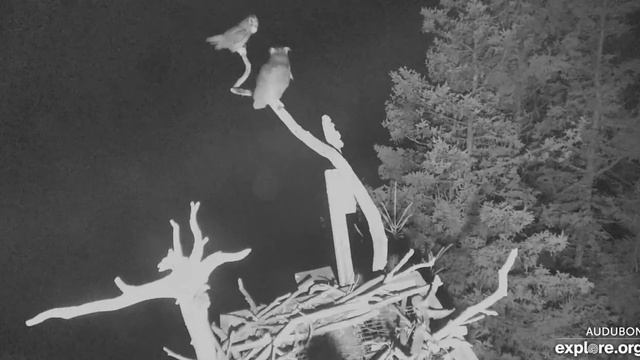 Совы проверяли ночью гнездо , чем бы поживиться смотреть онлайн