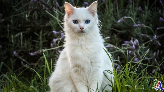 «Моя кошка пропала! Моя белая, глухая кошка» - я бегаю по городу и слезы застилают мне глаза... смотреть онлайн
