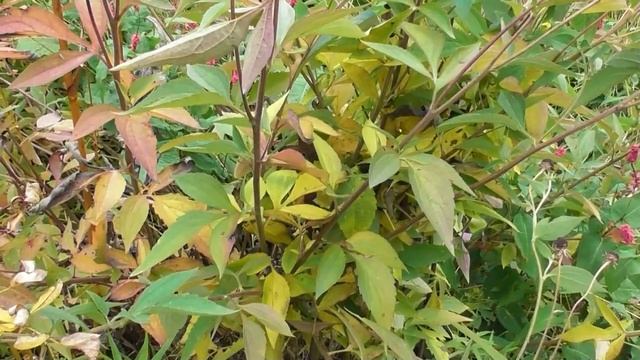 Прогулка по моему саду в конце октября: что цветёт, что колосится