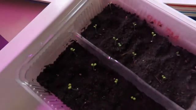 Сельдерей и петунья. Часть 2.