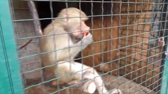 Страусиная ферма. Ясногородка. смотреть онлайн