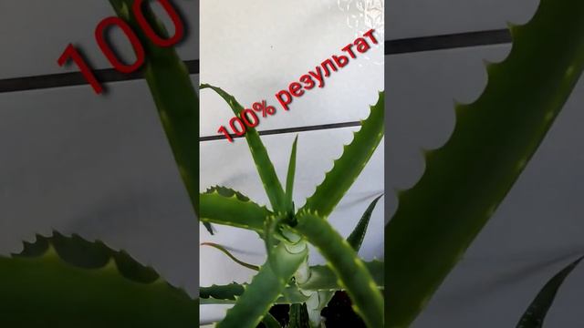 В ЧЁМ ЗАМОЧИТЬ СЕМЕНА ПЕРЕД ПОСАДКОЙ.... смотреть онлайн