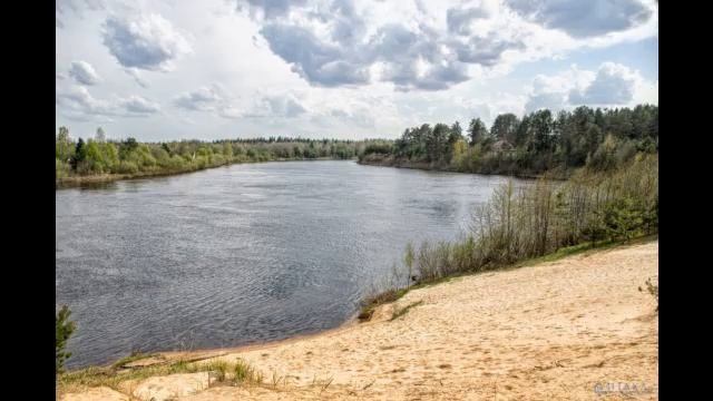 Участок среди сосен на берегу реки Паша в д.Рыбежно