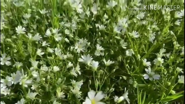 Вспомним своих ушедших, родных и близких... смотреть онлайн