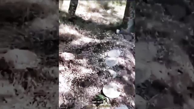 Наши парни в зоне СВО лягушатника поймали. смотреть онлайн