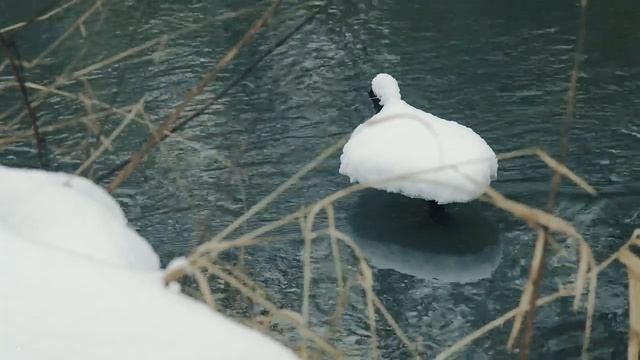 Relaxing River Stream Sounds | Nature Sounds & Singing Birds Ambience for Sleep, Study, Meditation смотреть онлайн