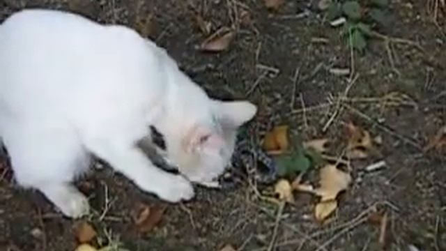 Кошка поймала змею