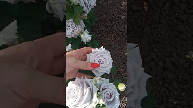 Роза Шато Мерти Ю. (замок черники) смотреть онлайн