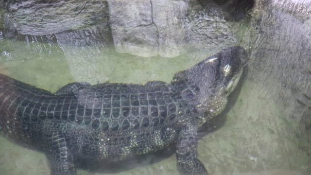 Парагвайская анаконда, аллигатор Миссисипский в хоромах! Ялтинский крокодиляриум. смотреть онлайн