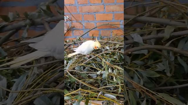 Нашли волнистого попугая. Случай из жизни смотреть онлайн