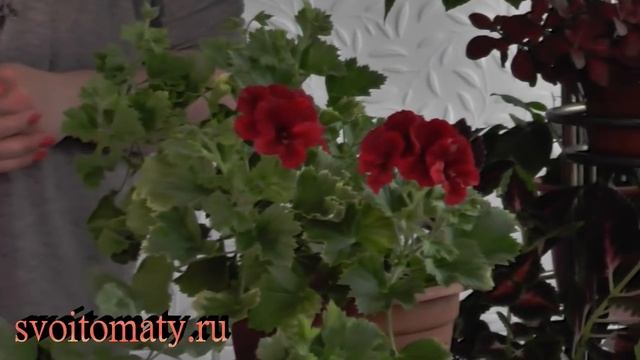 Наши пеларгонии весной. Основные нюансы при выращивании и размножении. смотреть онлайн