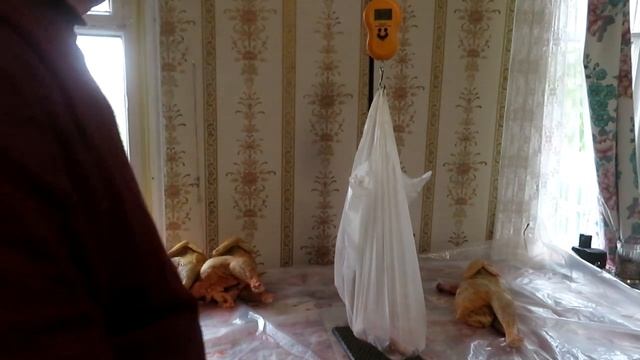 Бройлер Мастер Грей.ВЫХОД МЯСА.Первые результаты забоя смотреть онлайн