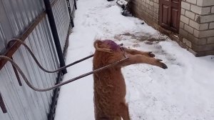 станок для кастрации поросят