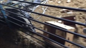 Обзор сараев, размеры клетки для свиней !