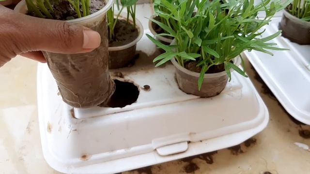 Planting water convolvulus 8days ago with plastic смотреть онлайн