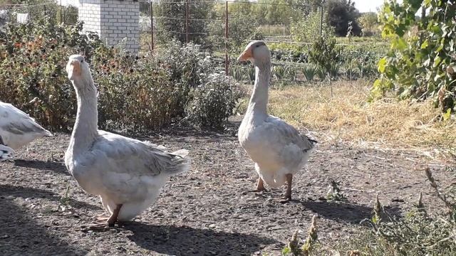 Наши "взрослые" гуси тихим вечером)) Красавчики)) Гусям 3 месяца!)) смотреть онлайн