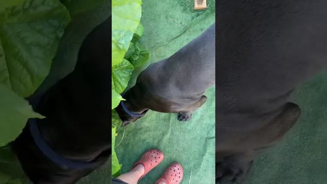 Кому что 🤣#tttt #cane #canecorso #канекорсо #canecorsoitaliano #канекорсоитальяно смотреть онлайн