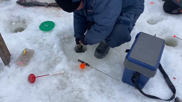 Запуск форели на вип 300 кг : полный безлимит на вылов цена 3т 12 часов запуск 200 кг ежедневно. смотреть онлайн