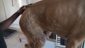 Личинки,  собаку едят изнутри личинки