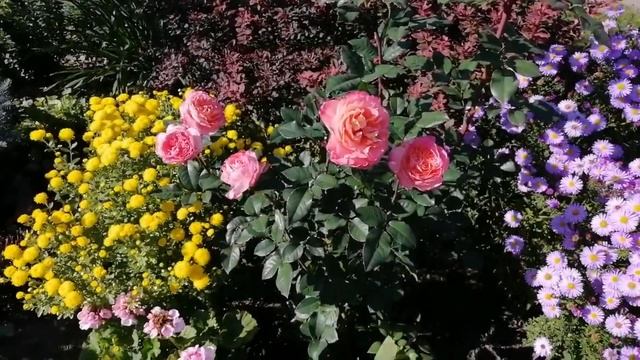 Компаньйони для троянд.Троянди Хот Кокоа,Джаз,СуперТрупер#Персіан Йеллоу#Міксбордер#Плетисті троянд смотреть онлайн