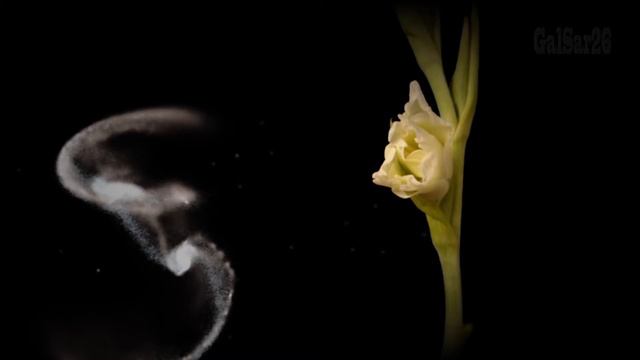 С праздником весны, женщины ! - Happy spring, women ! смотреть онлайн