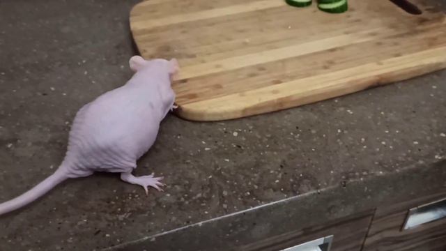 Про Шелли смотреть онлайн