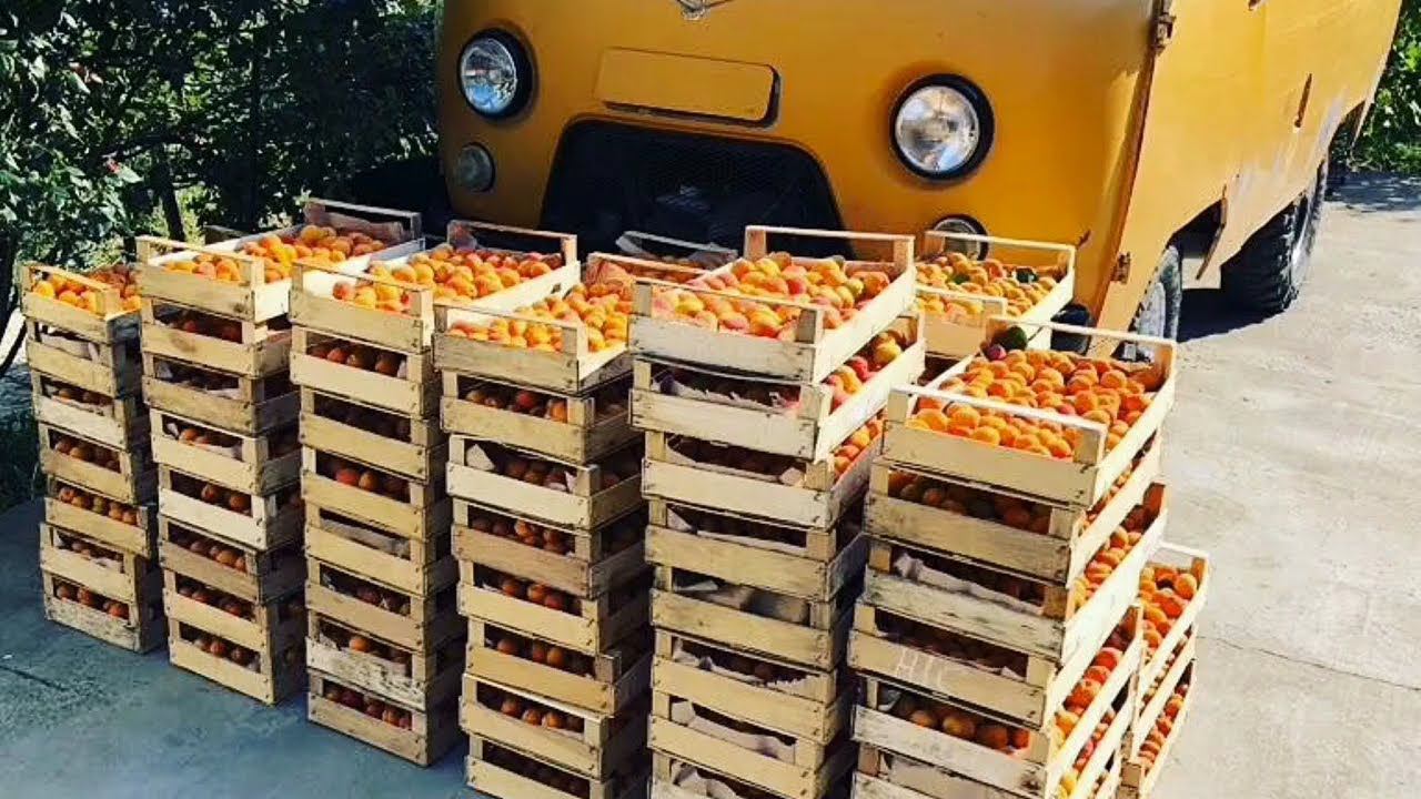 Шнапс. Как это сделано. Часть 2. смотреть онлайн