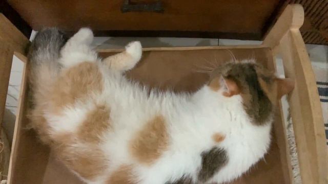 Deep Sleep (The Cats of Maxmillo's) смотреть онлайн