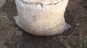 Посадка огурцов в мешки для раннего урожая.