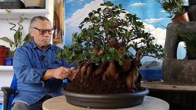 Proyecto ficus ginseng 7pm parte resultado final jardín de bonsai de Antonio Ruiz смотреть онлайн