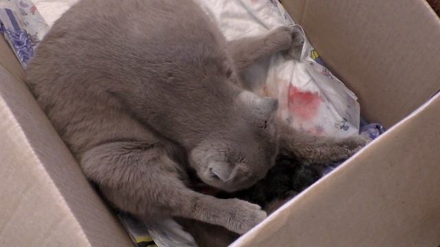 Кошка - всё, РОЖАЕТ! живые и здоровые котята родились. смотреть онлайн