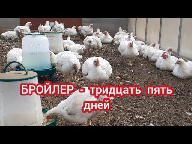 Бройлер в тридцать пять дней.... уличное содержание... смотреть онлайн