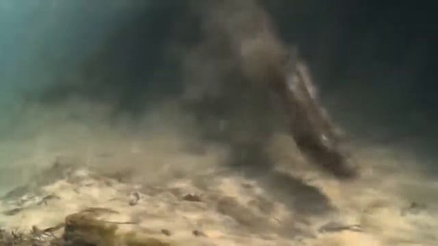 VERSUS АНАКОНДА ПРОТИВ КРОКОДИЛА! смотреть онлайн