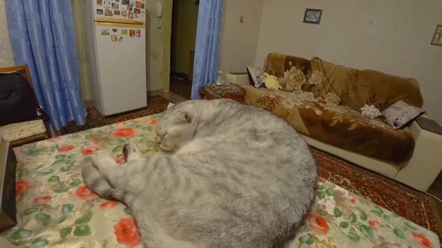 1252. Полезные советы владельцам кошек и котов. #советы #кошки смотреть онлайн