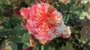 Роза Домен де Сен Жак дю Кулумбрийе в Подмосковье